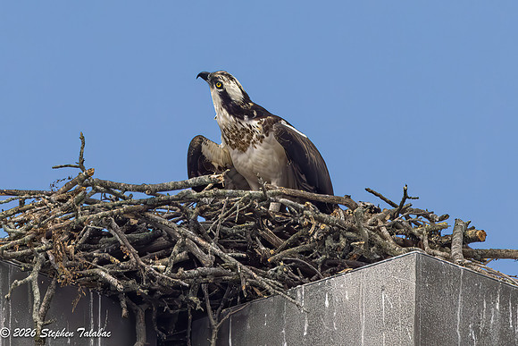 Osprey Flight Portraits-32