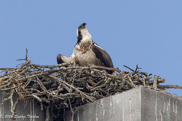 Osprey Flight Portraits-33