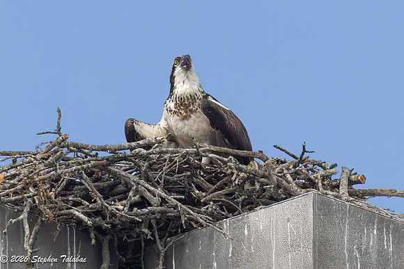 Osprey Flight Portraits-34