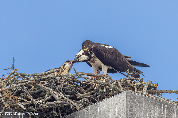 Osprey Flight Portraits-35