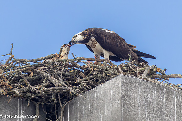 Osprey Flight Portraits-36