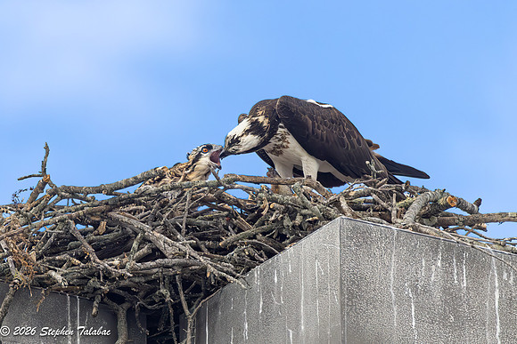 Osprey Flight Portraits-37