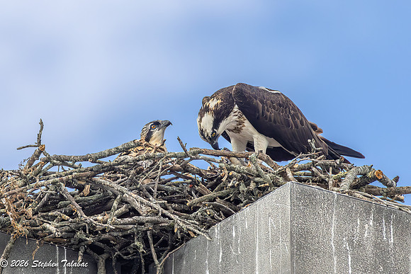 Osprey Flight Portraits-38
