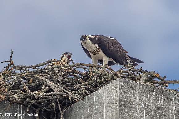 Osprey Flight Portraits-39