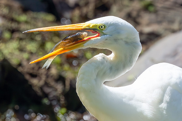 Great Egret Portraits II-10