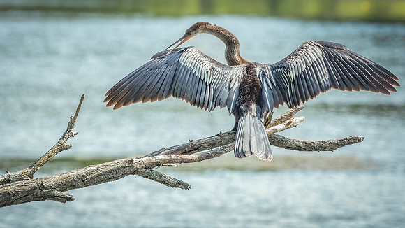 Wilde Lake Anhingas-3