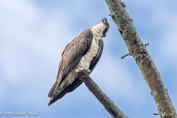 Osprey-5