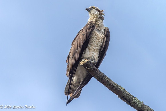Osprey-4