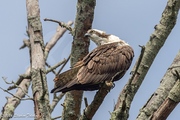 Osprey-3