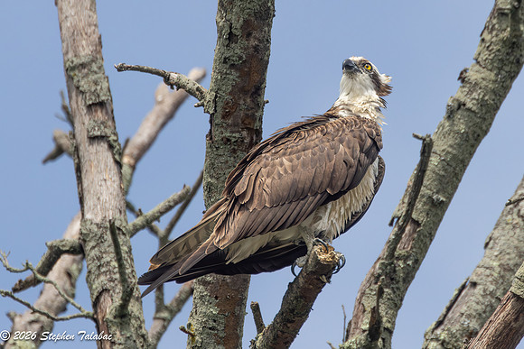 Osprey-1