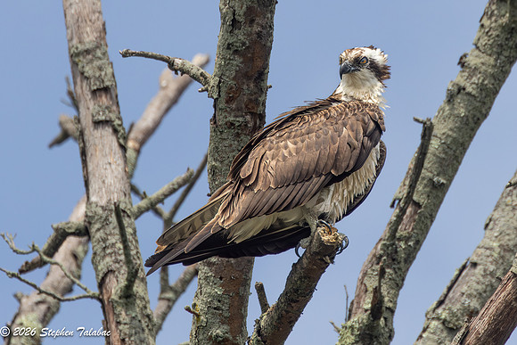 Osprey-2
