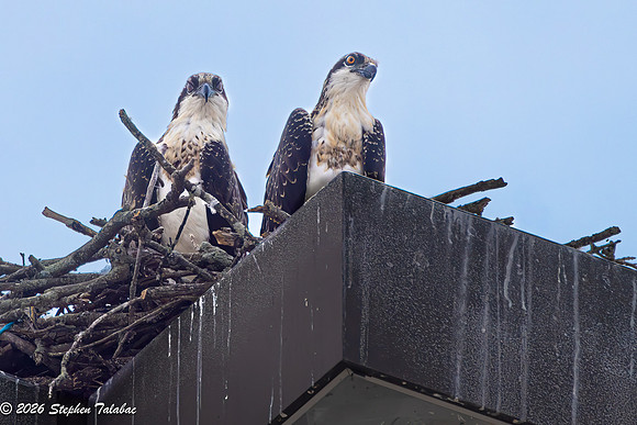 Osprey-6