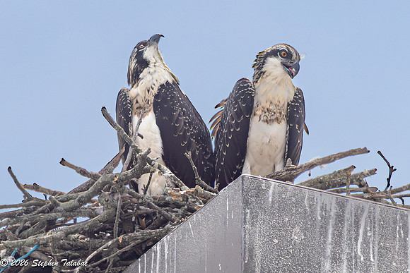 Osprey-7