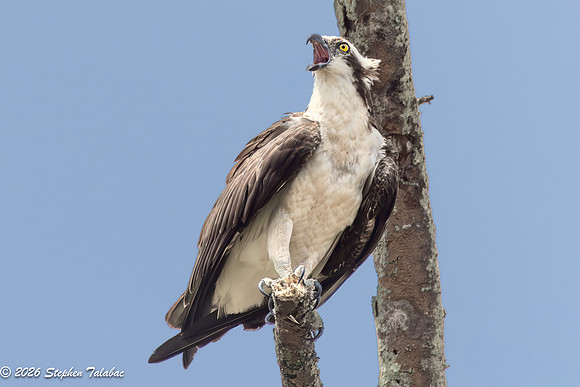 Osprey-10