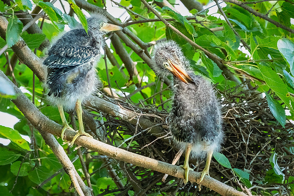 Green Heron Antics-16