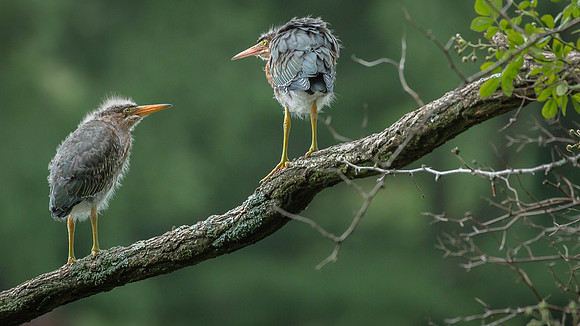 Juvenile Green Heron Portraits III-13
