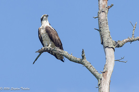 Osprey Action-3