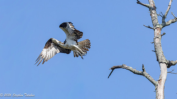 Osprey Action-4