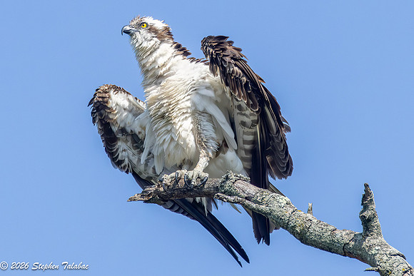 Osprey Action-2