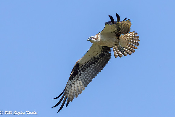 Osprey Action-5