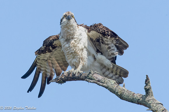 Osprey Action-1