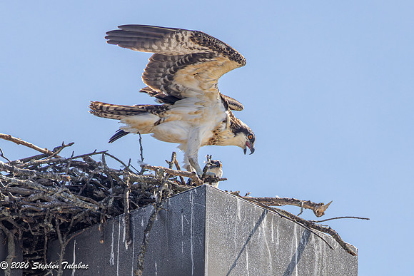 Osprey Action-6