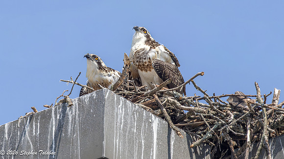 Osprey Action-10
