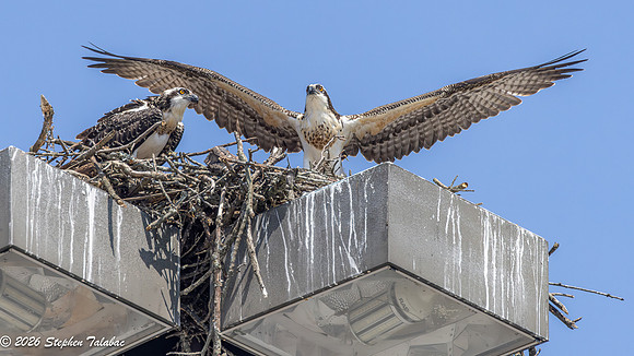 Osprey Action-8