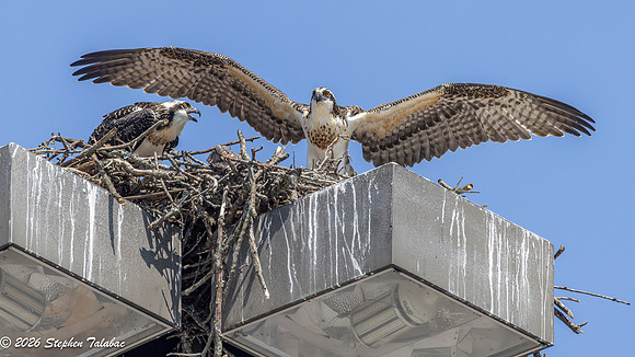 Osprey Action-7