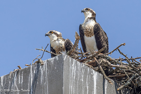 Osprey Action-9