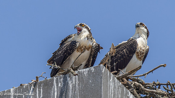 Osprey Action-11