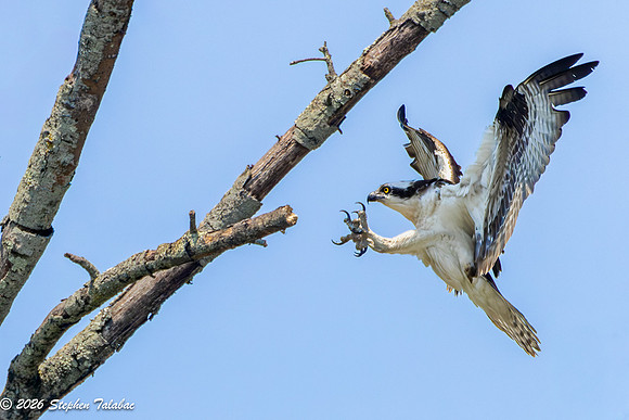 Osprey Action-13