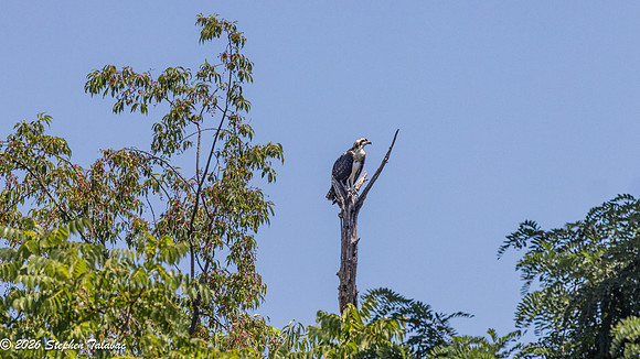 Osprey Action-12