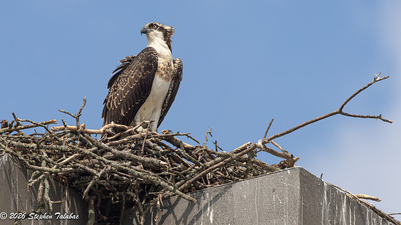 Osprey Fledgling Portraits-4