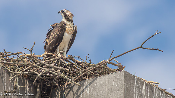 Osprey Fledgling Portraits-2