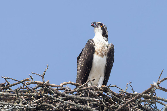 Osprey Fledgling Portraits-5