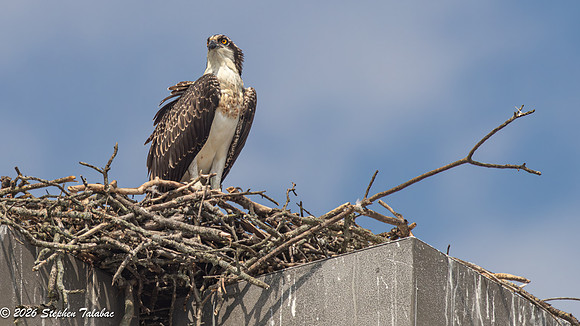 Osprey Fledgling Portraits-3