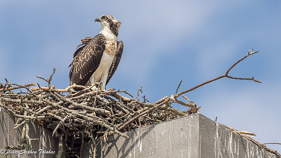 Osprey Fledgling Portraits-1