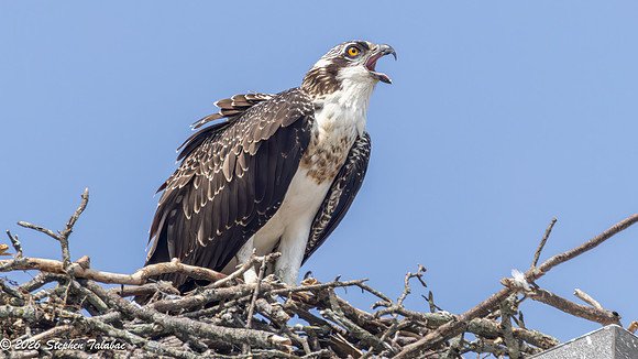 Osprey Fledgling Portraits-6