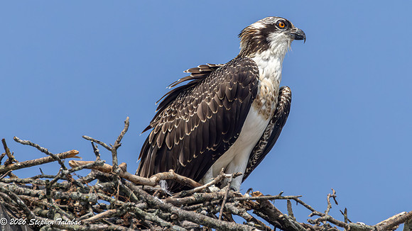 Osprey Fledgling Portraits-7