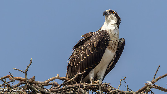 Osprey Fledgling Portraits-8