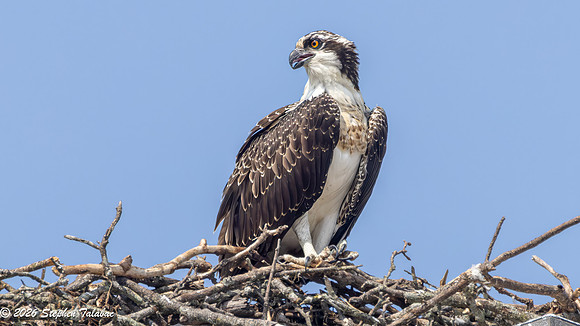 Osprey Fledgling Portraits-10