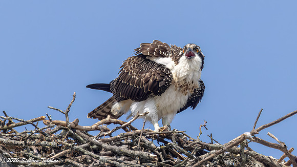 Osprey Fledgling Portraits-9