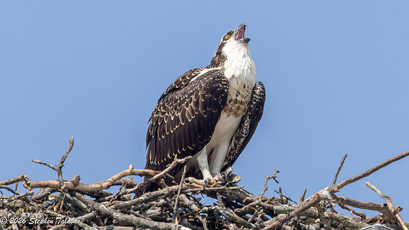 Osprey Fledgling Portraits-11
