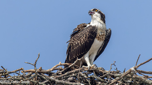 Osprey Fledgling Portraits-12