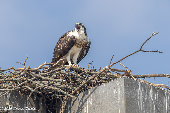 Osprey Fledgling Portraits-13