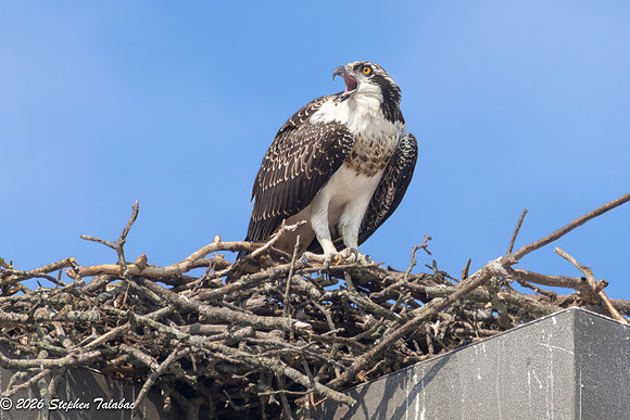 Osprey Fledgling Portraits-14