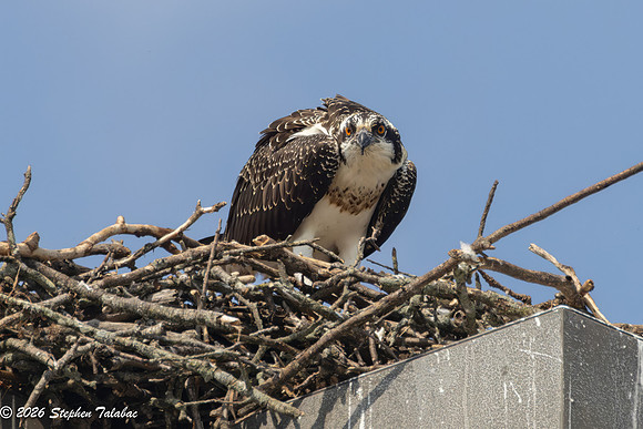 Osprey Fledgling Portraits-15