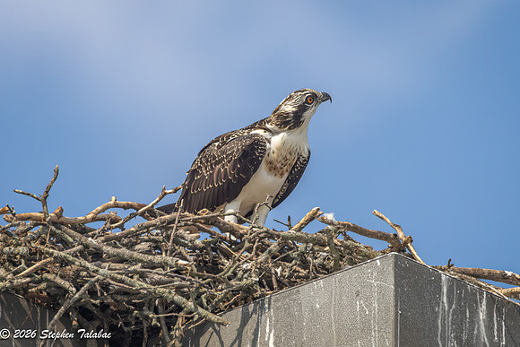 Osprey Fledgling Portraits-16