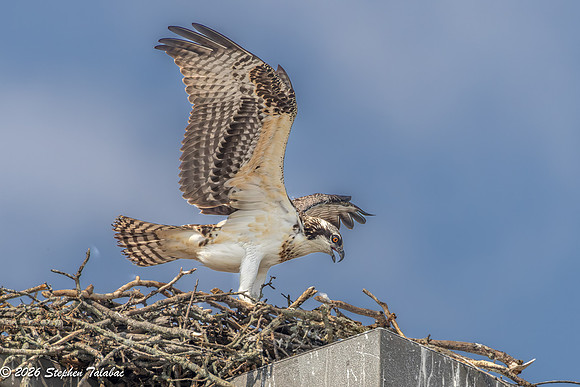 Osprey Fledgling Portraits-18
